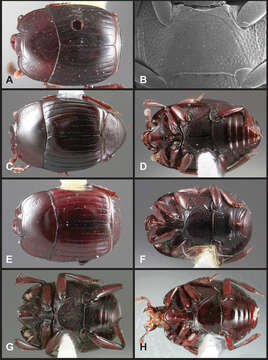 Image of Operclipygus pecki Caterino & Tishechkin 2013