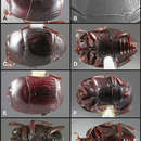 Operclipygus setiventris Caterino & Tishechkin 2013 resmi