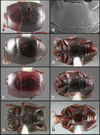 Image of Operclipygus itoupe Caterino & Tishechkin 2013