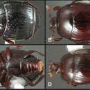 Image of Operclipygus mortavis Caterino & Tishechkin 2013