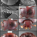 Operclipygus quadratus Caterino & Tishechkin 2013 resmi