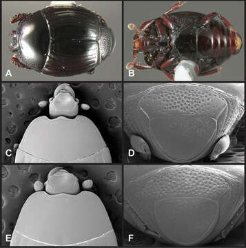 Image of Operclipygus impressifrons Caterino & Tishechkin 2013