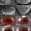 Image of Operclipygus dubius (Lewis 1888)