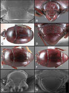 Image of Operclipygus occultus Caterino & Tishechkin 2013