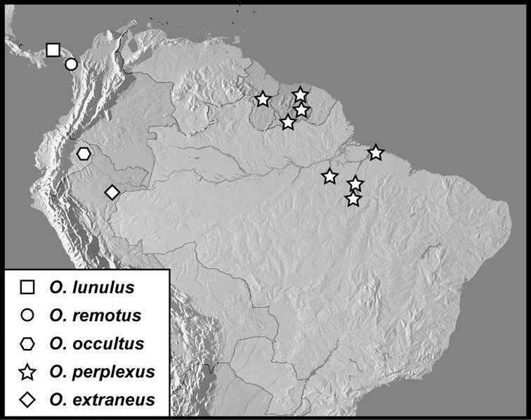 Image of Operclipygus occultus Caterino & Tishechkin 2013