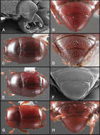 Operclipygus callifrons Caterino & Tishechkin 2013 resmi