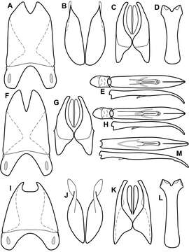 Operclipygus incisus Caterino & Tishechkin 2013 resmi