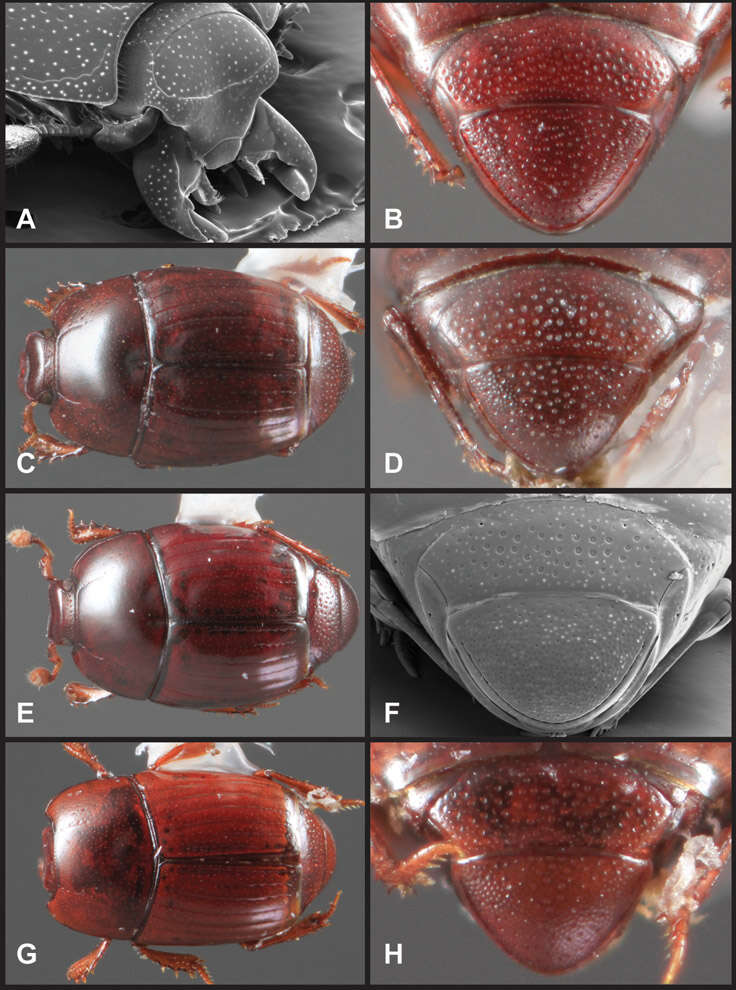 Image of Operclipygus prominens Caterino & Tishechkin 2013