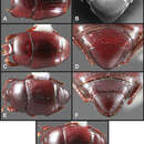 Operclipygus inquilinus Caterino & Tishechkin 2013 resmi