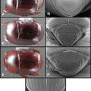 Image of Operclipygus diffluens Caterino & Tishechkin 2013