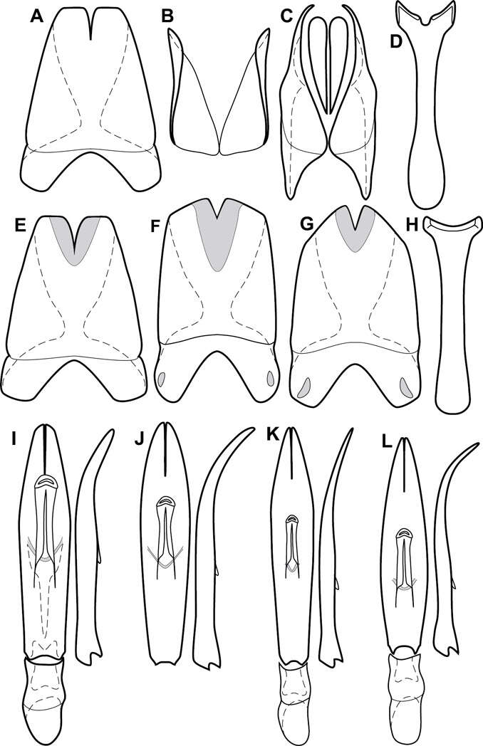 Image of Operclipygus ibiscus Caterino & Tishechkin 2013