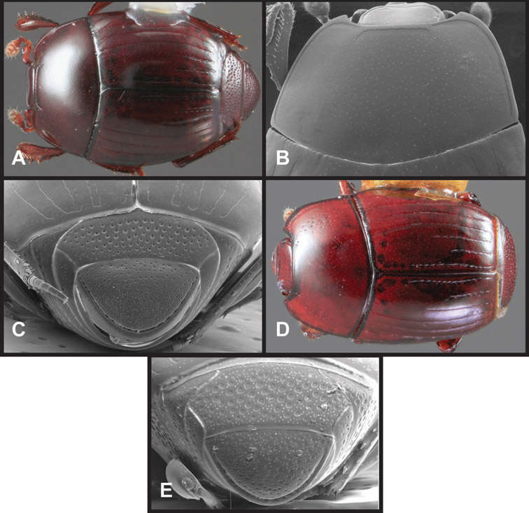 Image of Operclipygus ibiscus Caterino & Tishechkin 2013