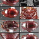 Image of Operclipygus assimilis Caterino & Tishechkin 2013