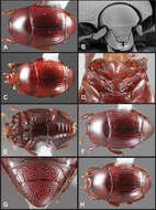 Operclipygus assimilis Caterino & Tishechkin 2013 resmi