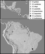 Image of Operclipygus assimilis Caterino & Tishechkin 2013