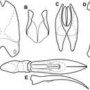 Image of Operclipygus impositus Caterino & Tishechkin 2013