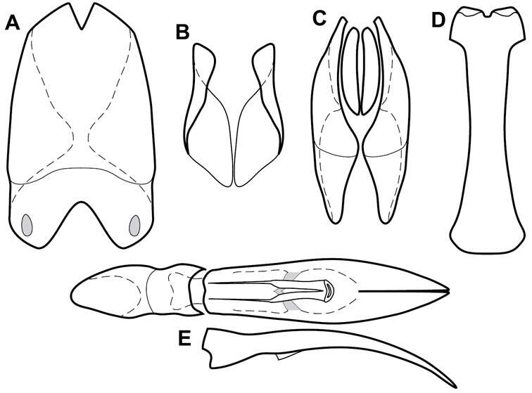 Image of Operclipygus impositus Caterino & Tishechkin 2013