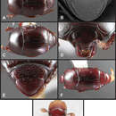 Operclipygus bulbistoma Caterino & Tishechkin 2013 resmi