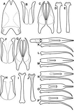 Image of Operclipygus distinctus (Hinton 1935)