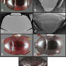 Image of Operclipygus atlanticus Caterino & Tishechkin 2013