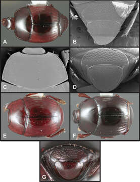 Operclipygus atlanticus Caterino & Tishechkin 2013 resmi