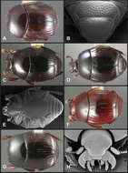 Operclipygus atlanticus Caterino & Tishechkin 2013 resmi