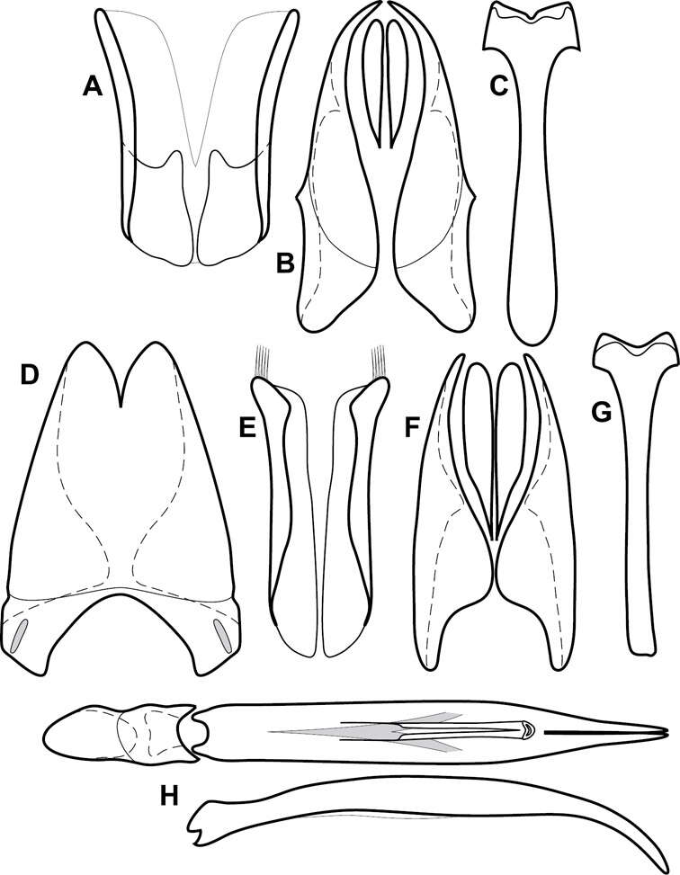 Image of Operclipygus inflatus Caterino & Tishechkin 2013