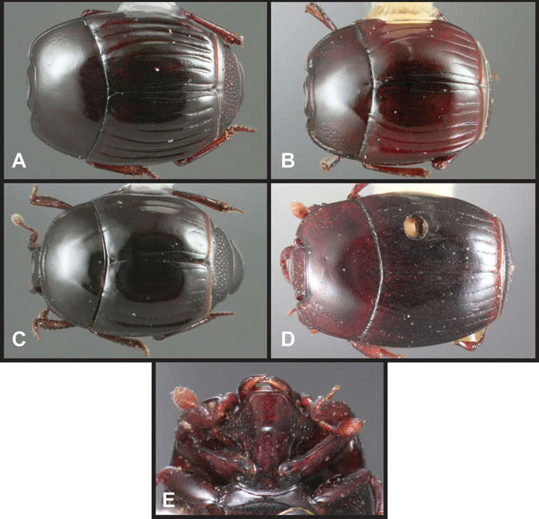 Operclipygus distractus (Schmidt 1896) resmi