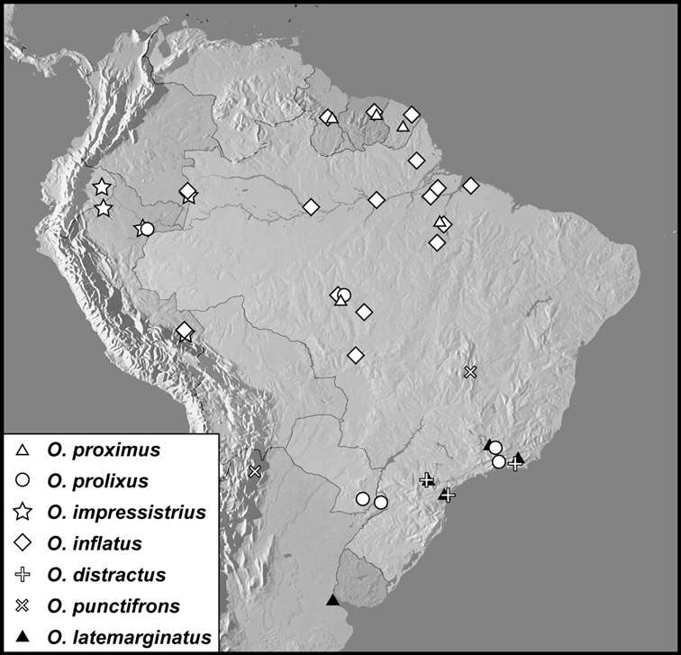 Operclipygus distractus (Schmidt 1896) resmi