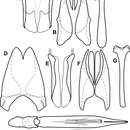 Image of Operclipygus punctifrons Caterino & Tishechkin 2013