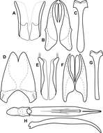 Image of Operclipygus punctifrons Caterino & Tishechkin 2013