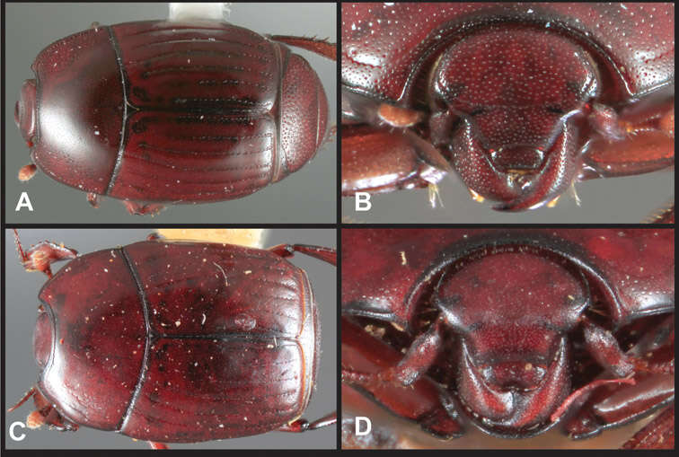 Image of Operclipygus punctifrons Caterino & Tishechkin 2013