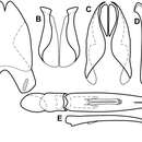 Image of Operclipygus latemarginatus (Bickhardt 1920)