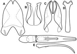 Operclipygus latemarginatus (Bickhardt 1920) resmi