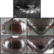 Operclipygus hirsutipes Caterino & Tishechkin 2013 resmi