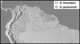 Image of Operclipygus guianensis Caterino & Tishechkin 2013