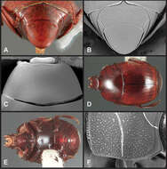 Image of Operclipygus hamistrius (Schmidt 1893)