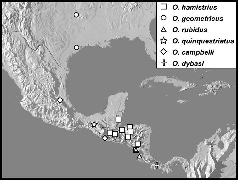 Operclipygus geometricus (Casey 1893) resmi