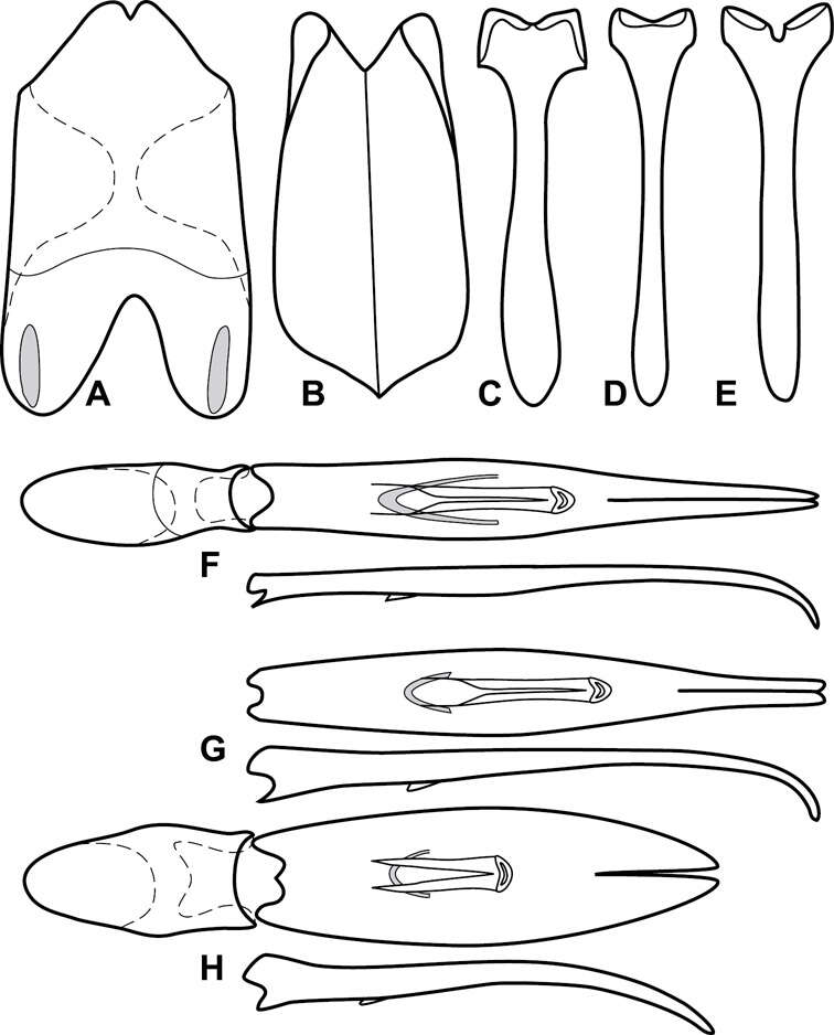 Image of Operclipygus sinuatus Caterino & Tishechkin 2013