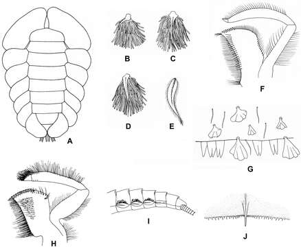 Trichogenia resmi