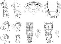 Image of Thalerosphyrus