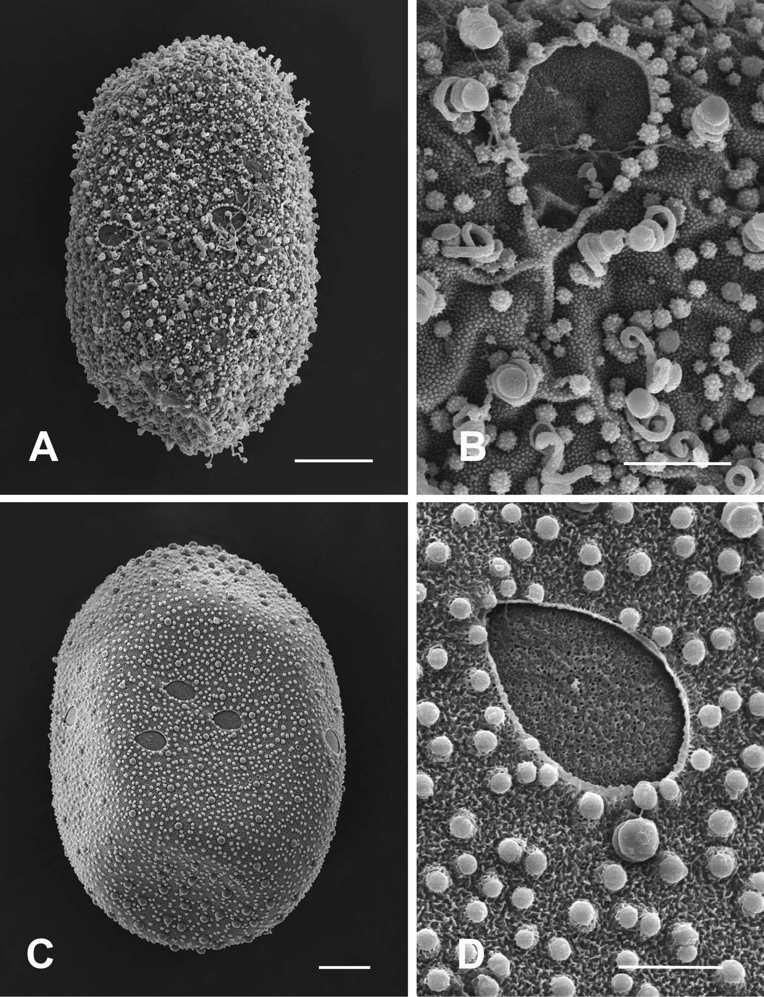 Image of Thalerosphyrus sinuosus (Navás 1933)