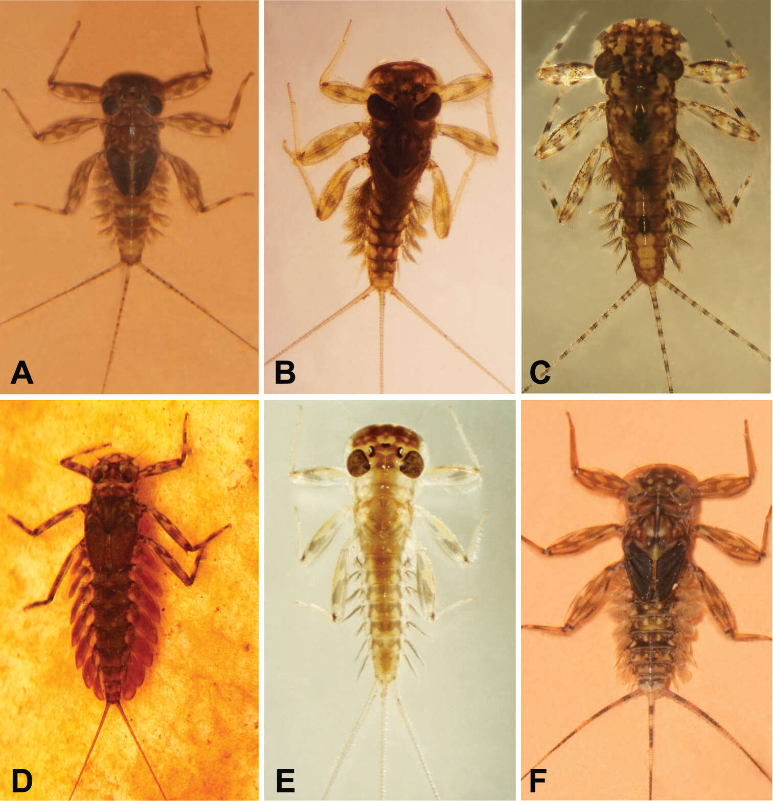 Image of Thalerosphyrus sinuosus (Navás 1933)