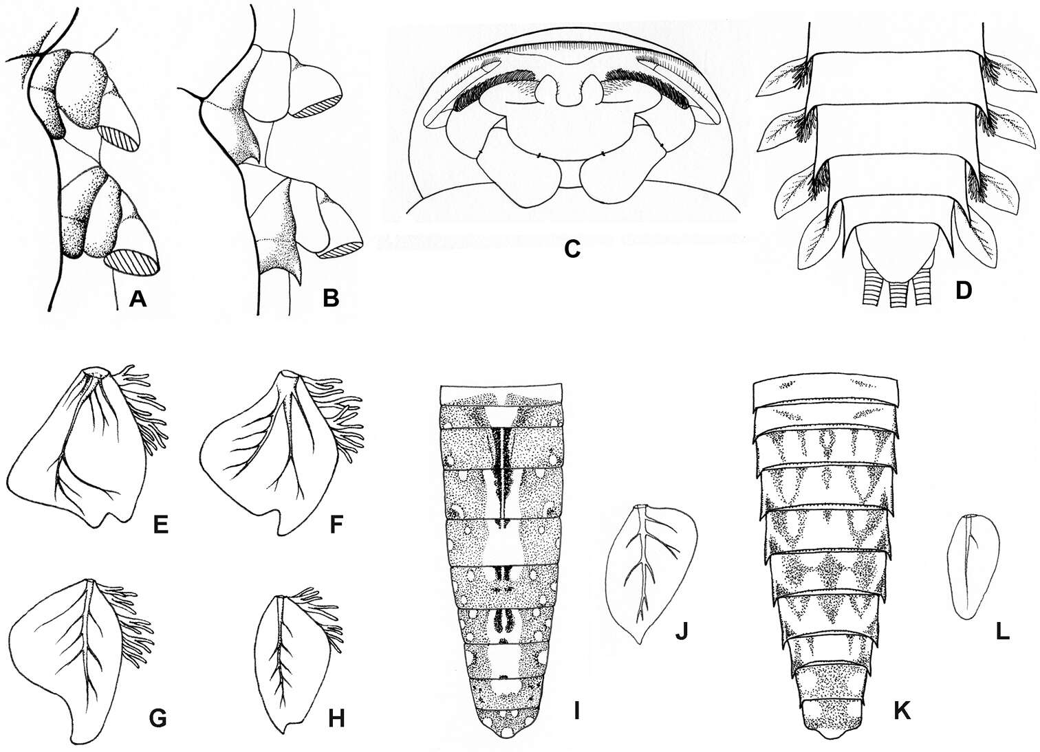 Image of Compsoneuria thienemanni (Ulmer 1939)