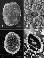 Image of Compsoneuria thienemanni (Ulmer 1939)