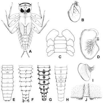 Слика од Heptageniidae