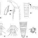 Image of Asionurus primus Braasch & Soldán 1986