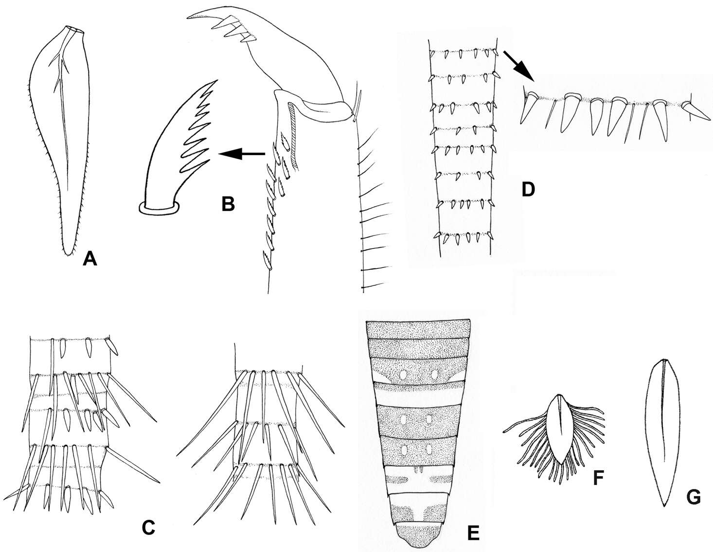 Imagem de Palaeoptera