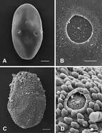 Image of Epeorus khayengensis Braasch & Boonsoong 2010