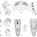 Image of Afronurus namnaoensis Braasch & Boonsoong 2010